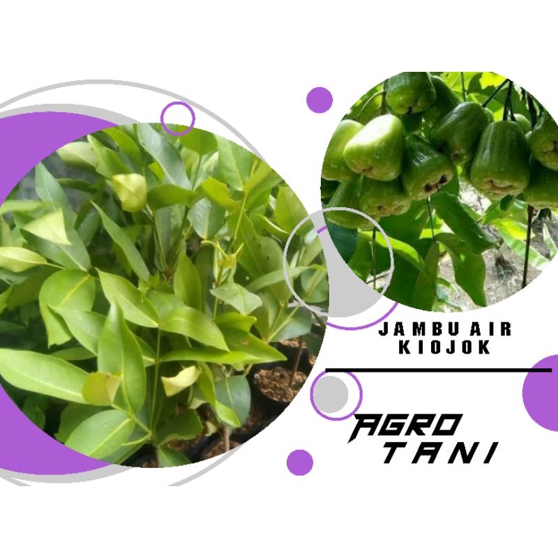 bibit jambu air kiojok