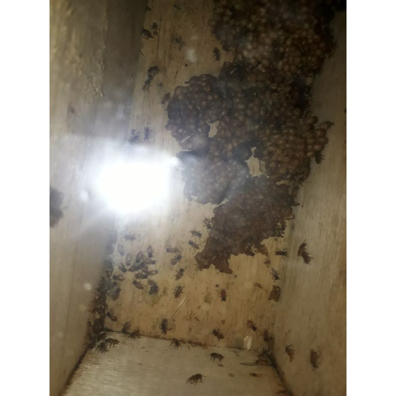 SARAWA KENSIS Bahan koloni lebah kelanceng jenis SARAWA