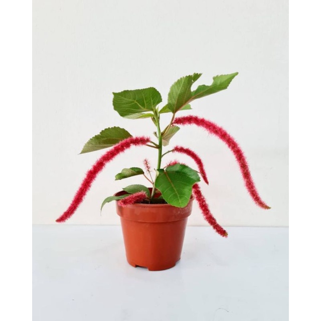 Tanaman hias ekor kucing / red hots cat tail / acalypha hispida