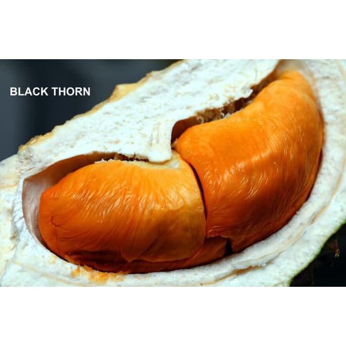 J* Bibit Durian Ochee/Duri Hitam/Black Thorn (D200) 60 Cm - 80 Cm B4Ru