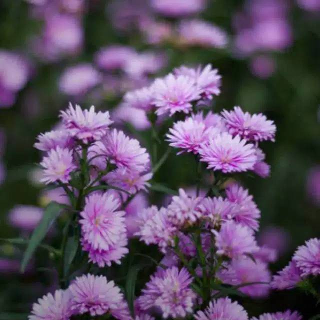 Bunga Aster Aster Pokok, peacoco ungu