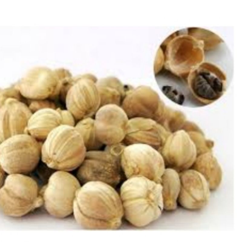 

Biji Kapulaga Jawa Asli (Kapulogo/Kopilogo) Kering, Fresh, Budidaya Sendiri