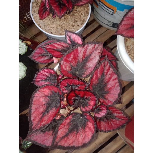 begonia Red chili (anakan)