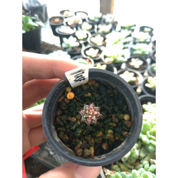 kaktus gymnocalycium yellow tiger x starfire ownroot premium dari biji