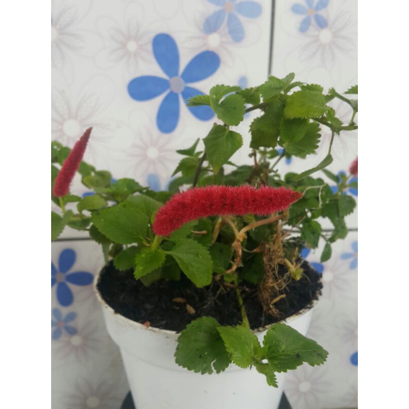Jual Tanaman Hias # ekor kucing / ulet merah Indonesia|Shopee Indonesia