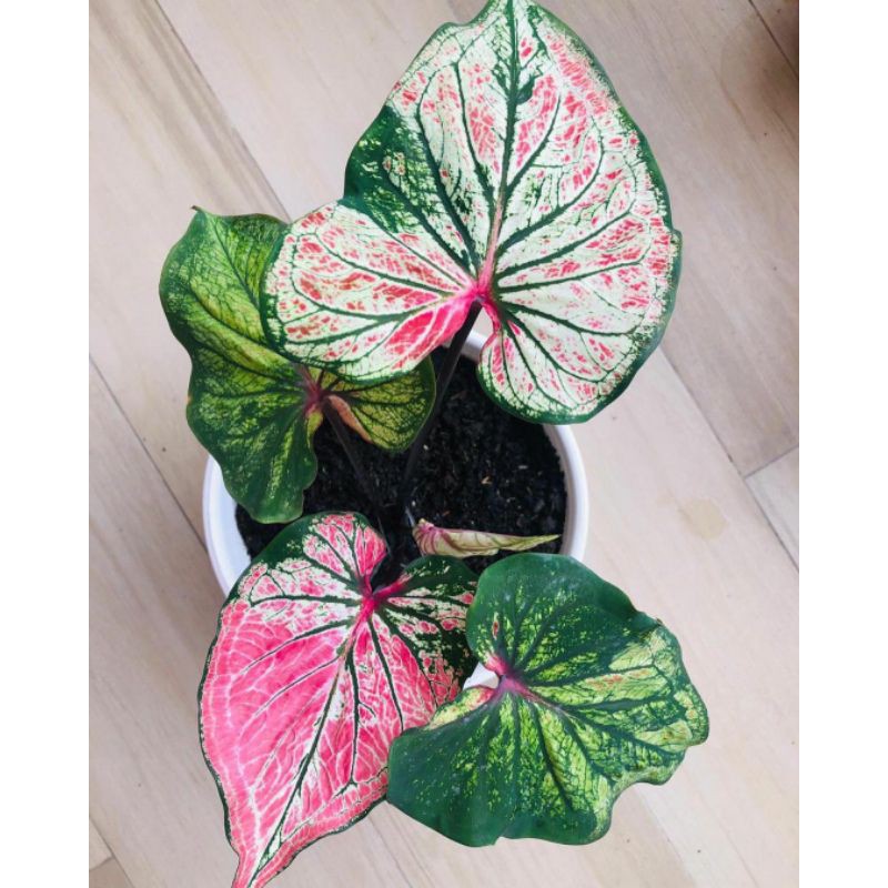 Caladium/Keladi hanoman Obong/ Anoman Obong