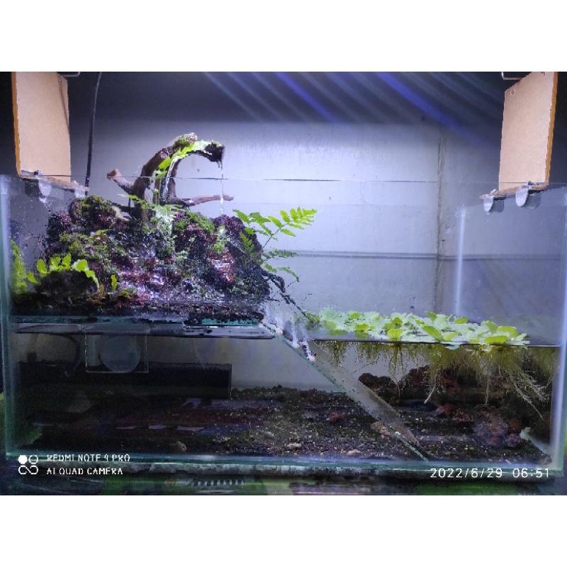 Aquascape'Paludarium'