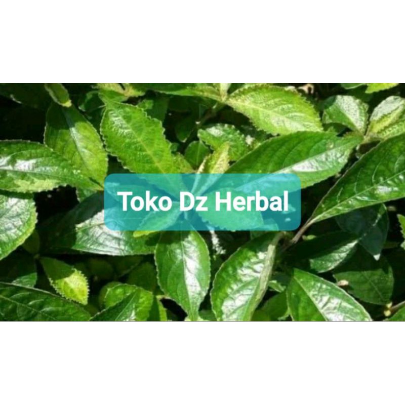 

Paket 1 kg daun keji beling segar petik langsung-az