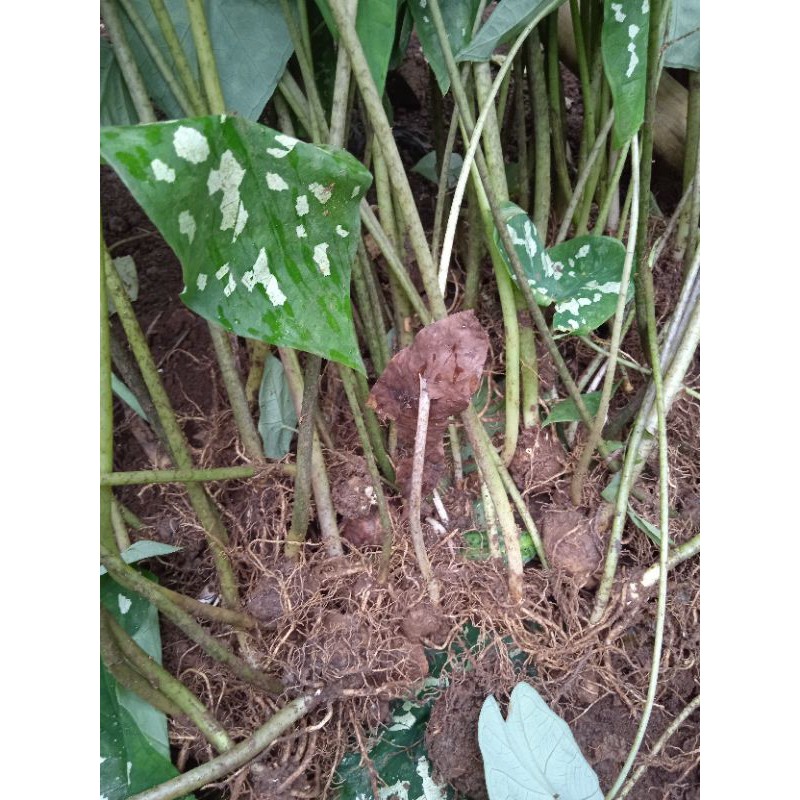 umbi keladi army 1kg