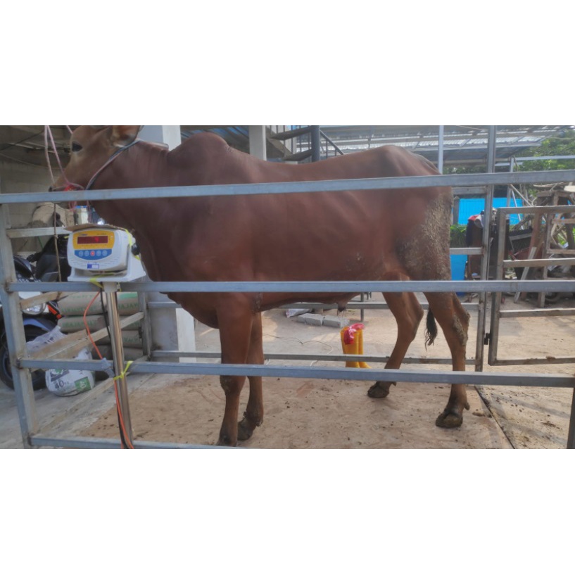 Jual Sapi Qurban 2022 Pegon & Madura Berat +/- 325Kg