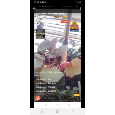 tanaman begonia red karpet