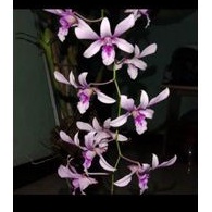 ANGGREK JADULAN DENDROBIUM ALBERTINE (KEIKI)
