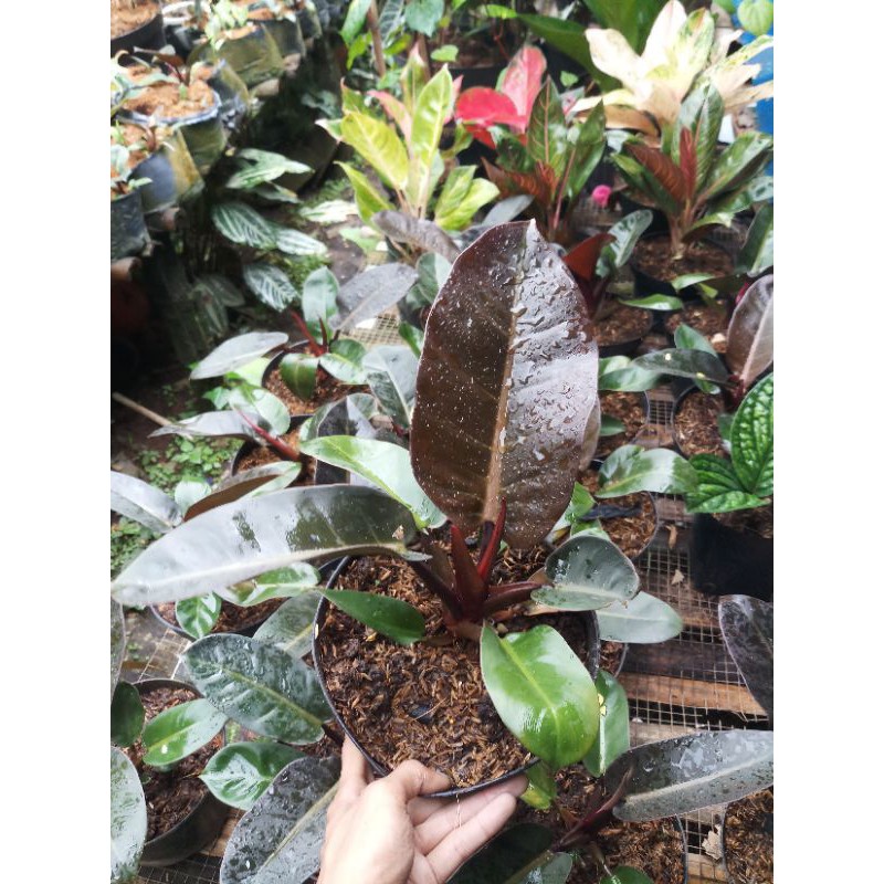 philo black cardinal