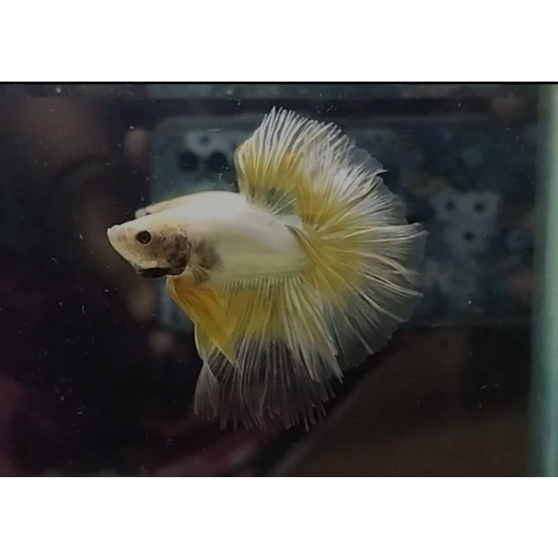 2 IKAN CUPANG HM YELLOW & HM COOPER SILVER YELLOW BRUSH