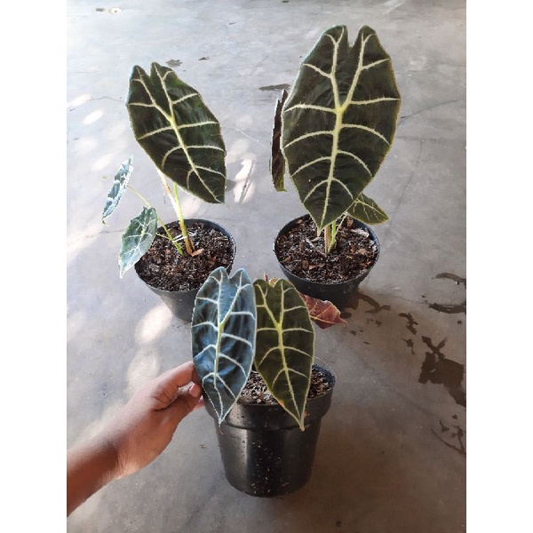 alocasia watsoniana alocasia