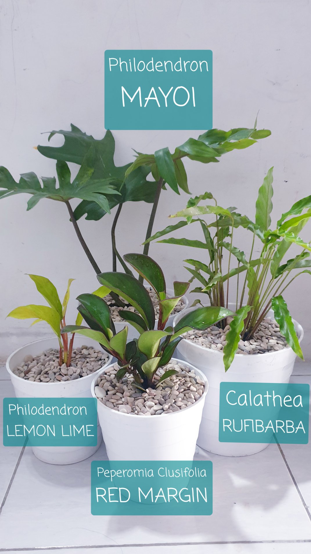 Tanaman Hias Calathea Rufibarba