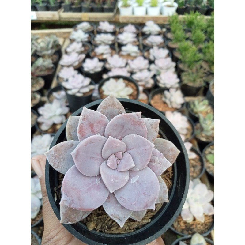 Sukulen Graptopetalum Superbum