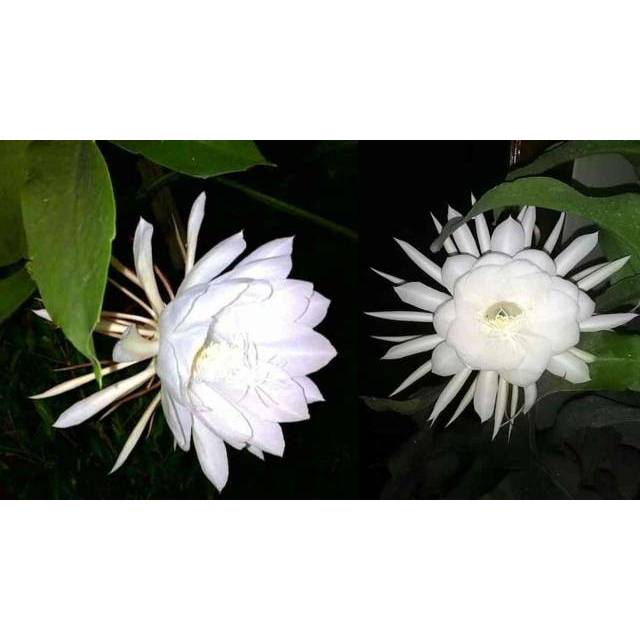 Tanaman gantung Wijaya Kusuma bunga putih - Wijaya Kusuma - tanaman hias Wijaya kusuma