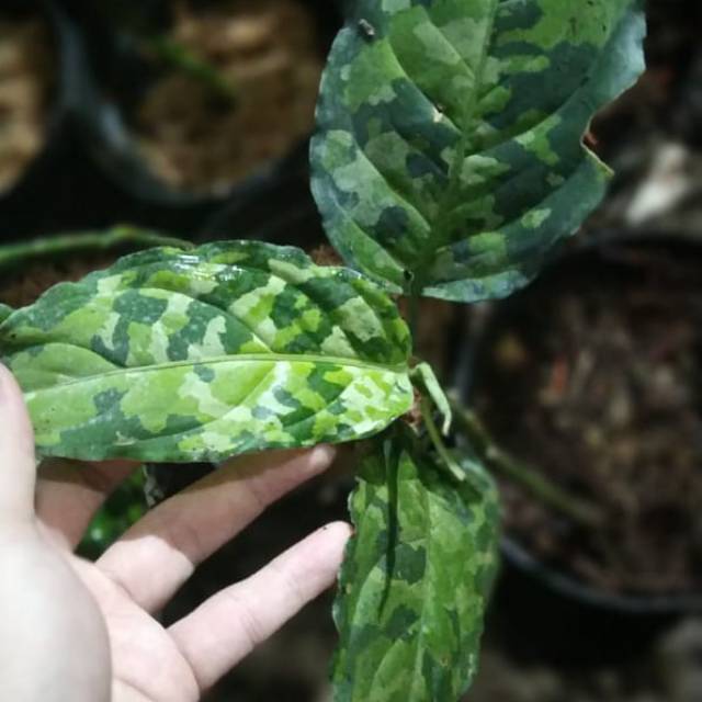 Aglonema pictum tricolor mumer