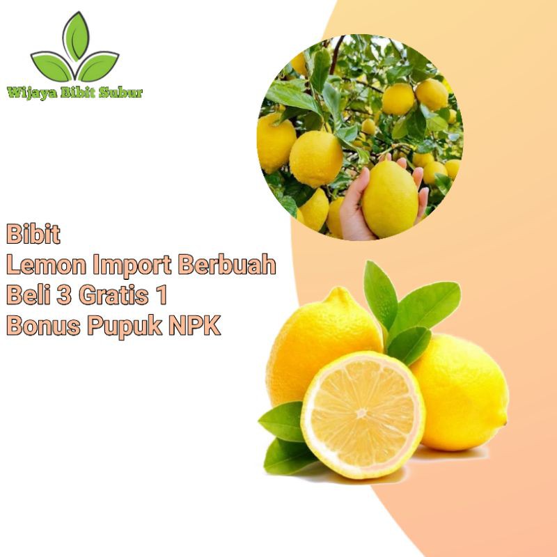 Bibit Tanaman Buah Jeruk Lemon Import Berbuah-Bibit Lemon Impor-Bibit Lemon Berbuah