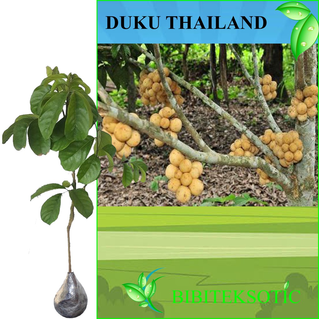 Tanaman Duku Thailand / Longkong