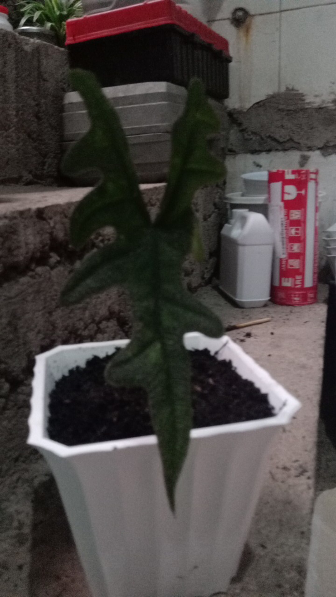 Alocasia Jacklin