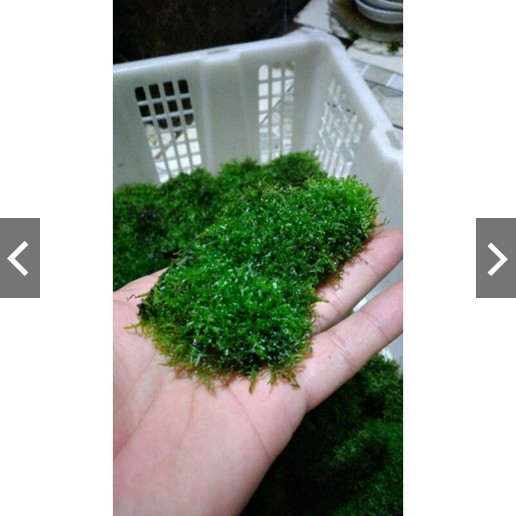 MOSS RICARDIA MINI CLUMP PER NAMPAN | MOSS AQUASCAPE RICARDIA MINI DAUN AIR