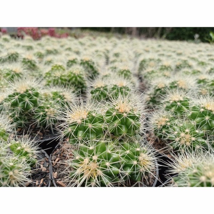 Golden barrel cluster / echinocactus grusonii KAKTUS SUKULEN TANAMAN HIAS
