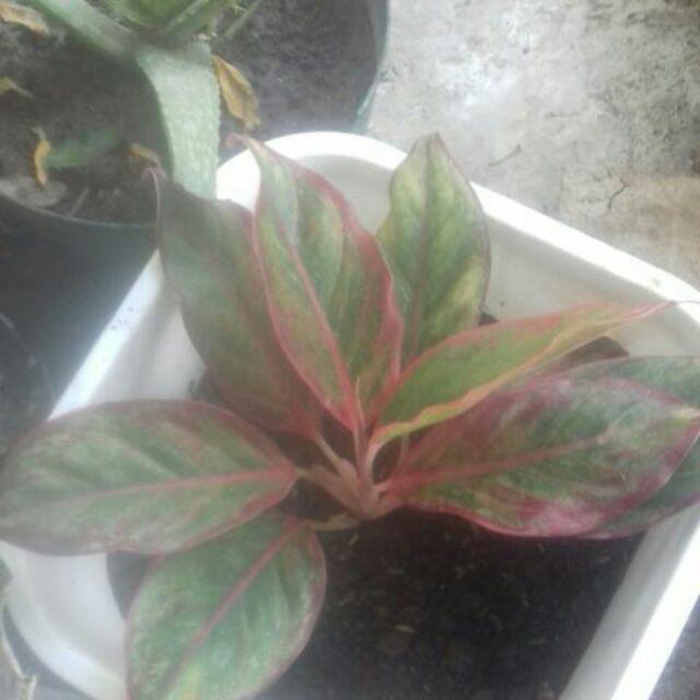 Tanaman Hias Aglonema Rotundum Cantik