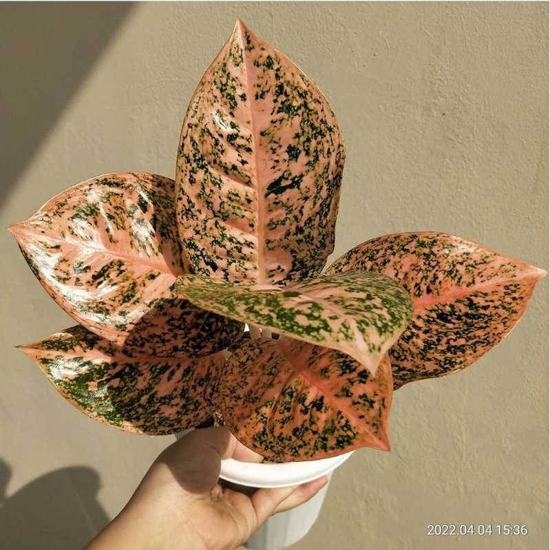 Aglonema Stardust Orange Tanaman Hias Aglonema Stardust Orange Termurah Aglonema Aglaonema Bunga Hia