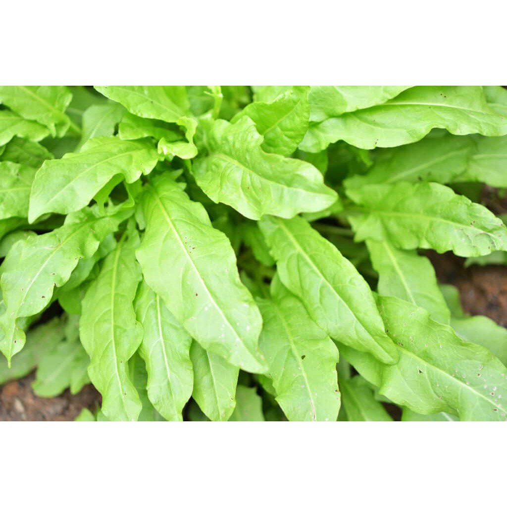 Benih Bibit Biji - Sorrel Green (Rumex acetosa) Salad Leaves Seeds - IMPORT