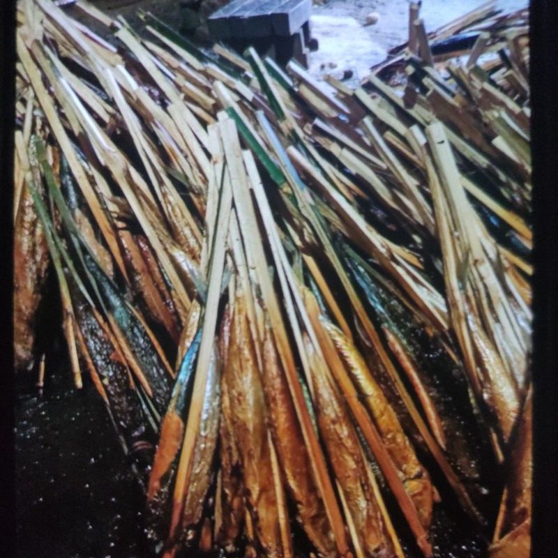 

ikan tongkol