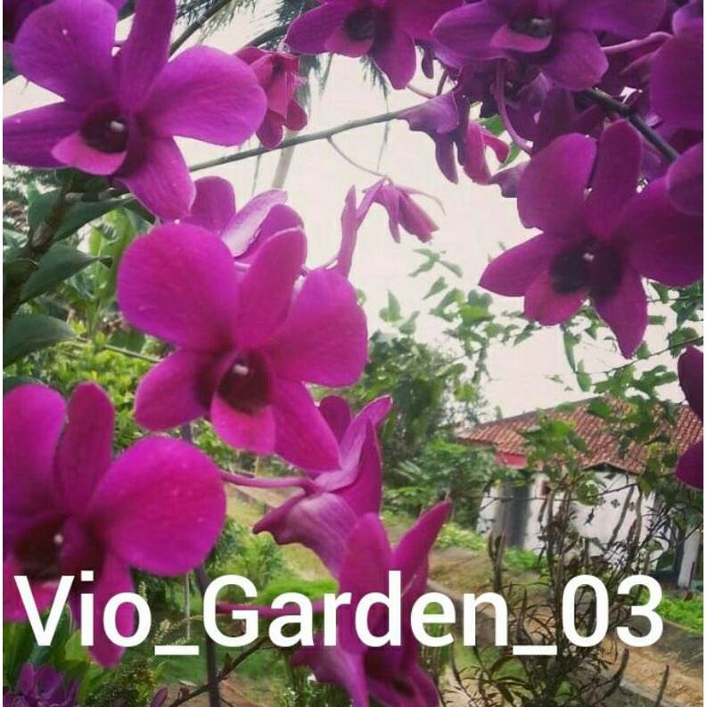 ANGGREK DENDROBIUM BANTIMURUNG