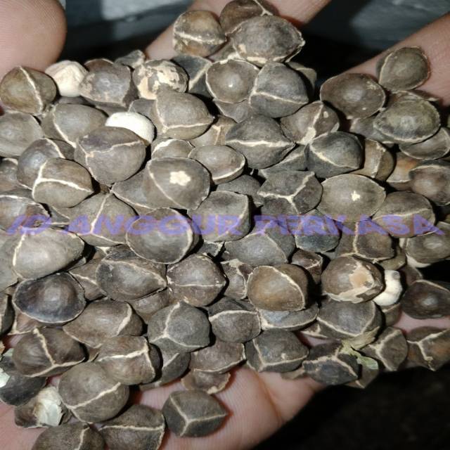 

500GR Biji Kelor Premium / La Mu Zi / Moringa - (Vaccum)