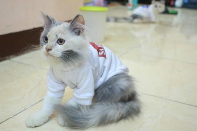 Kaos Supreme untuk kucing dan anjing lengan panjang size S M L XL