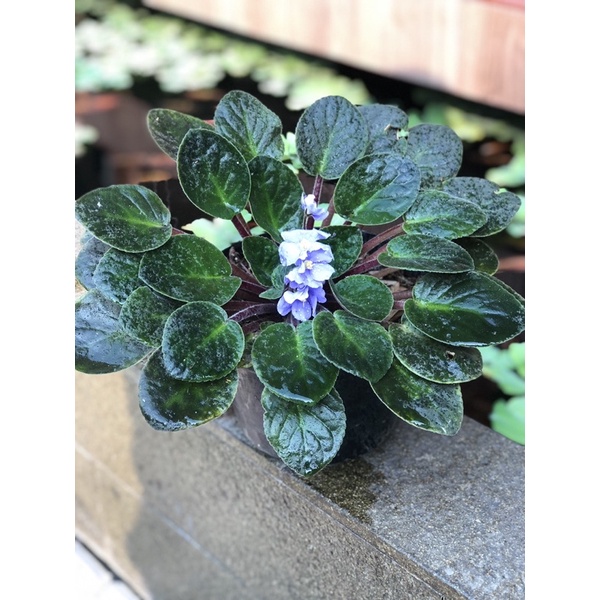 Tanaman Hias Violces / African Violet