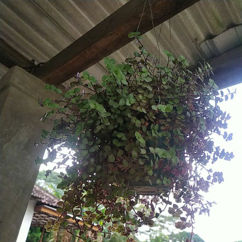 bunga Gantung Kribo ||bunga Kribo ||Tanaman Gantung kribo