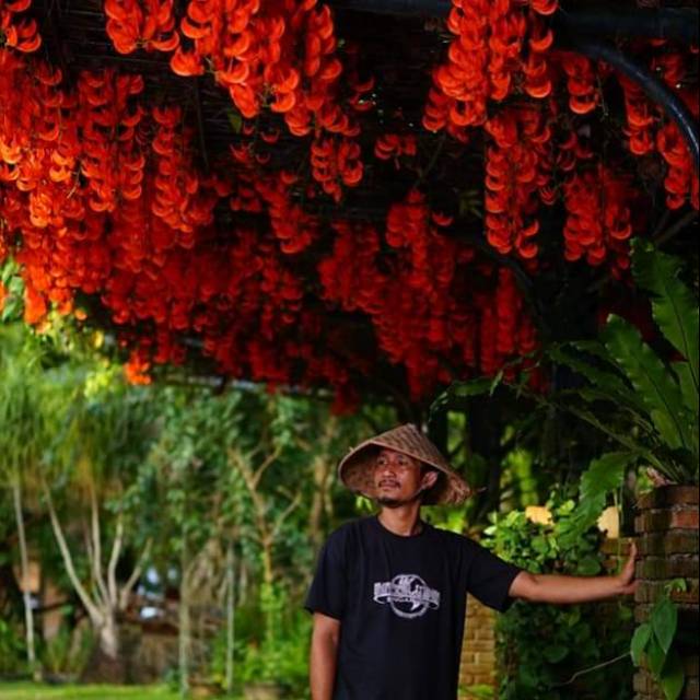 BIBIT BUNGA RAMBAT FLAME OF IRIAN "MERAH API"