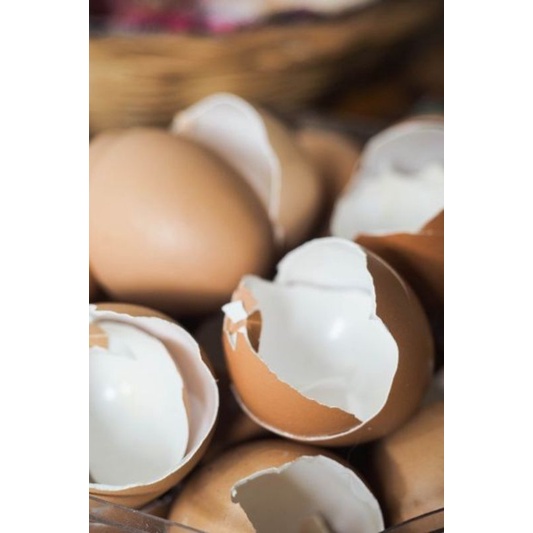 cangkang kulit telur/pupuk organik tanaman/ pupuk cangkang telur/ prakarya kerajinan cangkang telur 