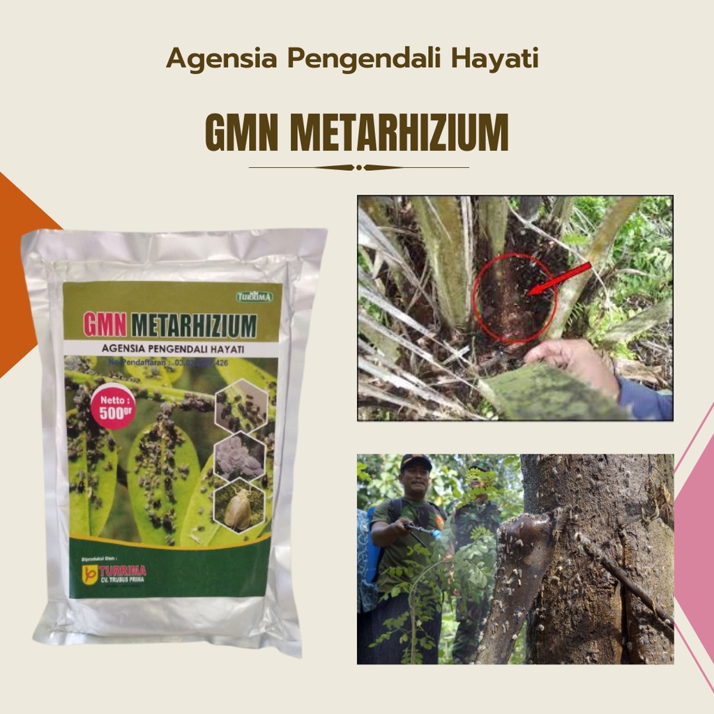 Insektisida Organik Metarhizium Metarizium, Fungisida Organik Pembasmi Serangga, Pupuk Insektisida M