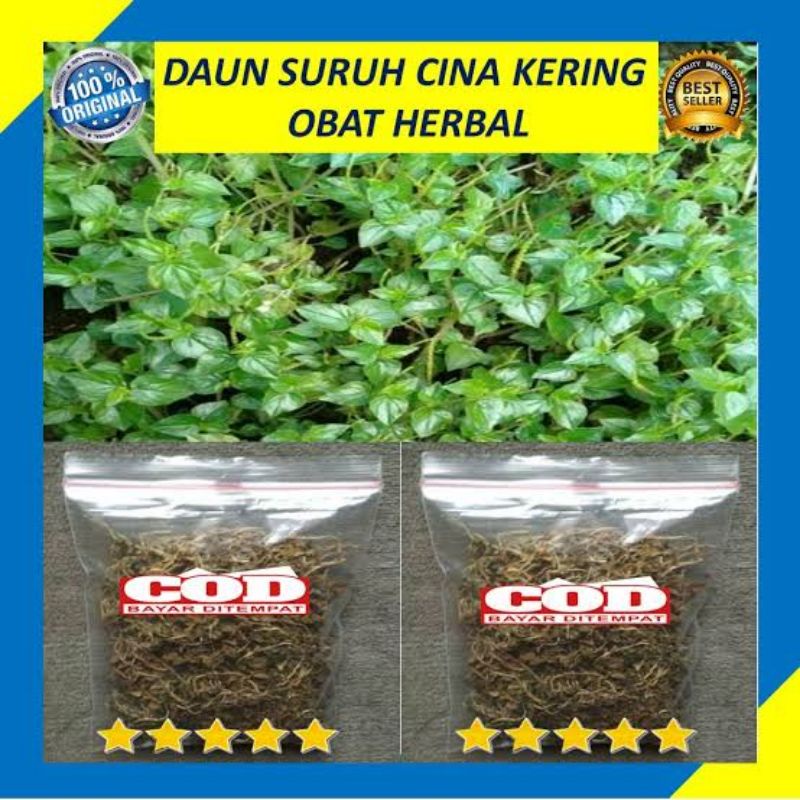 Daun sirih cina kering 50 grm obat tradisional