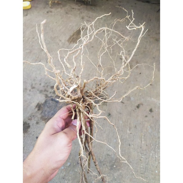 akar senggani aquascape