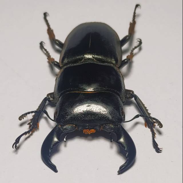 AWETAN SERANGGA ASLI/TAXIDERMY KUMBANG CAPIT BUCEPHALUS