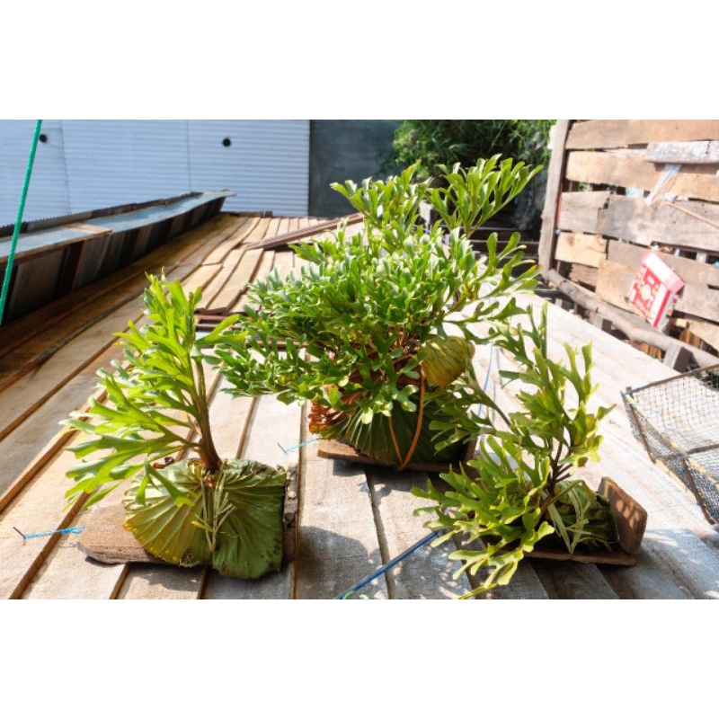 Platycerium Ridleyi/Anggrek/Tanduk Rusa Ukuran L Asli Kalimantan Beli 2 pohon Bonus 1 Baby Anggrek F