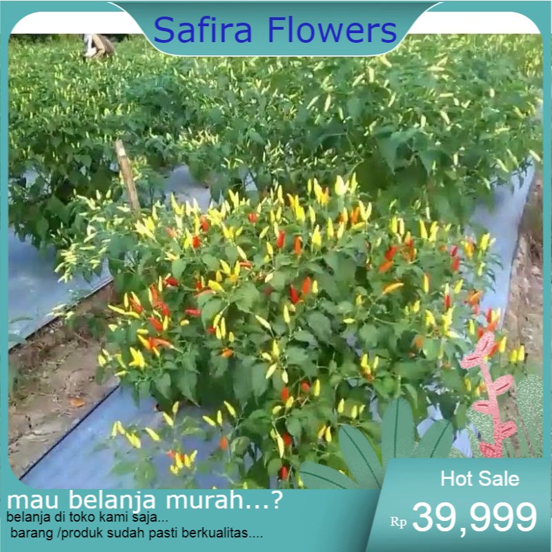 bibit cabai rawit bibit unggul berkualitas