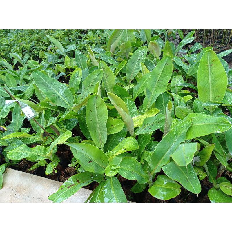 Bibit pisang ulin