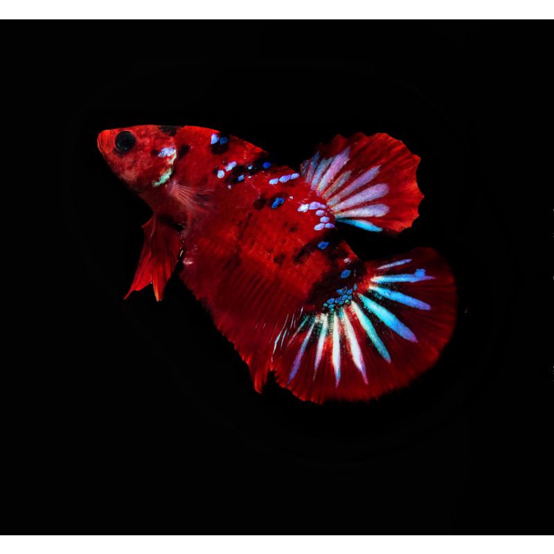 Ikan Cupang Red Koi Multicolor