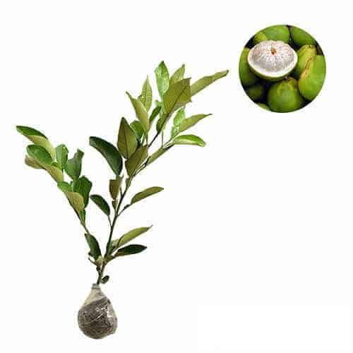 Jual Bibit tanaman Jeruk Bali Manis Jumbo Pohon Jeruk Bali