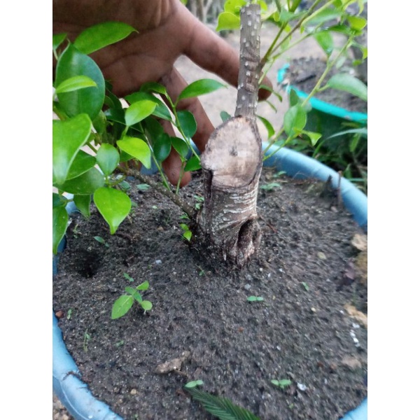 stek bahan bonsai kimeng mame sudh tunas dan brakar