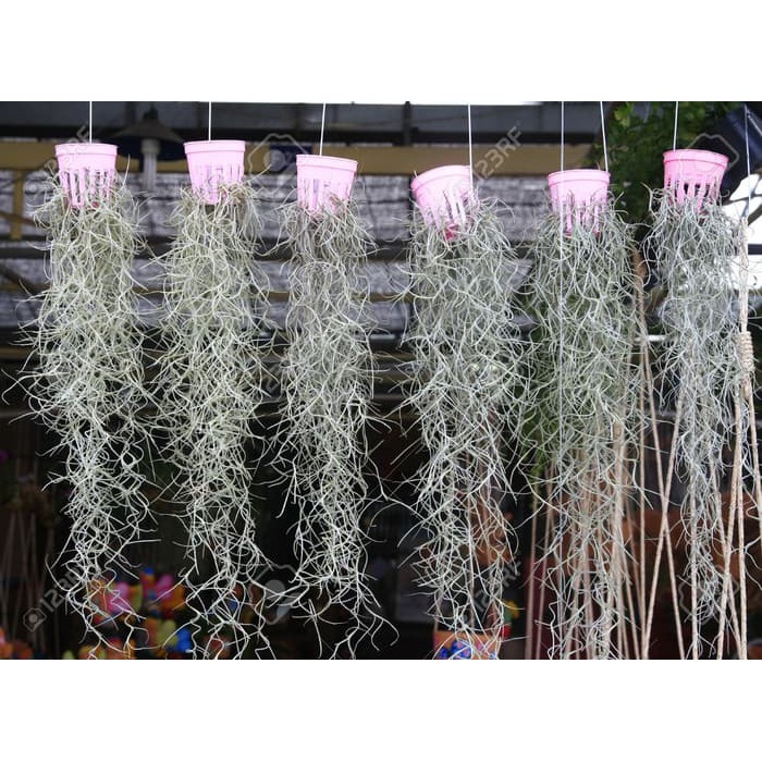 Tanaman Gantung Spanish Moss